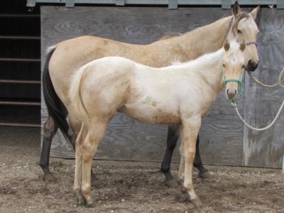 Paddys Gin Sash JW<br>AQHA 5608170